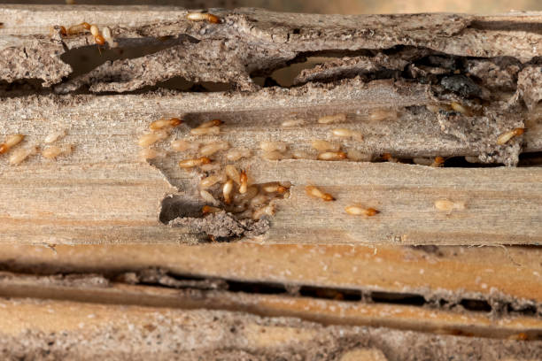 Wildlife Control Services in Lake Cassidy, WA